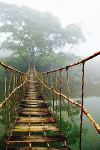 Jungle Bridge, Sapa, Vietnam