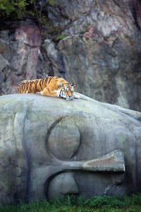 Tiger on Buddha