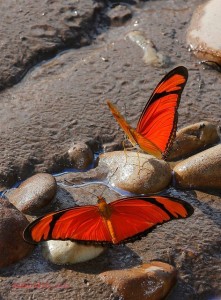 Butterflies on beach