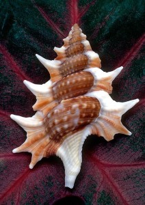 Shell on Leaf