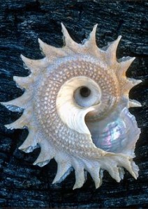 White Spiral Shell