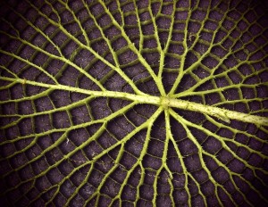 Lily leaf underside