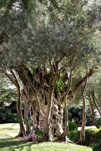 Olive Tree, Jerusalem