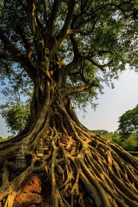 Ancestral Banyan Tree