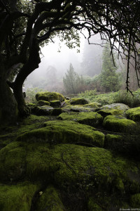 Moss boulder tree landscape