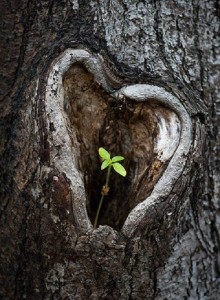 Tree Heart Leafbud